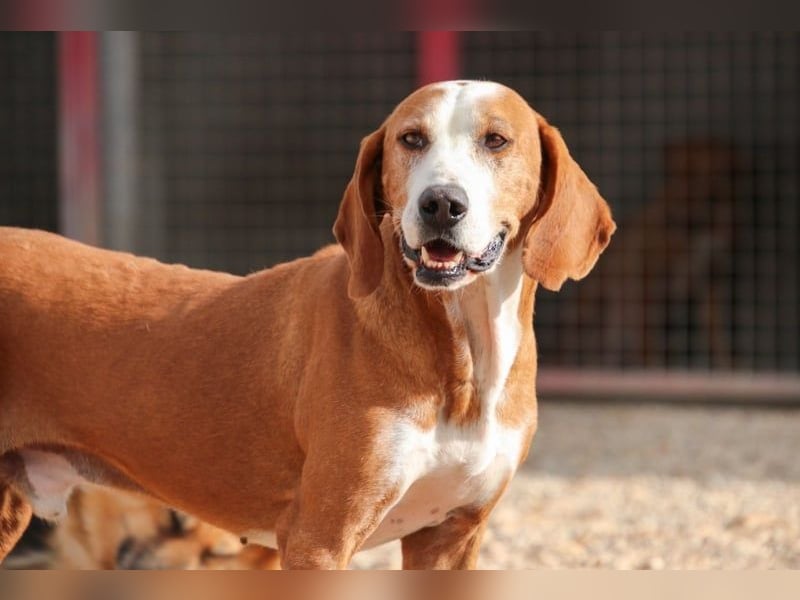 Watson – ein Senior auf der Suche nach Ruhe und Liebe