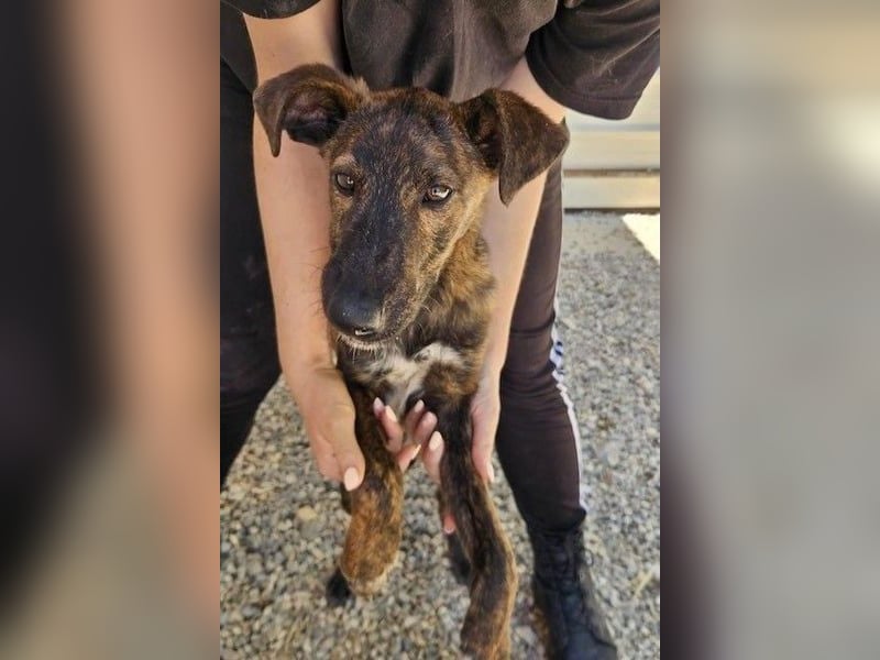 Hoku möchte dein Herz erobern