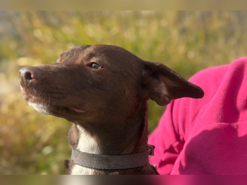 Wunschhund Mona sucht Freund(e) fürs Leben