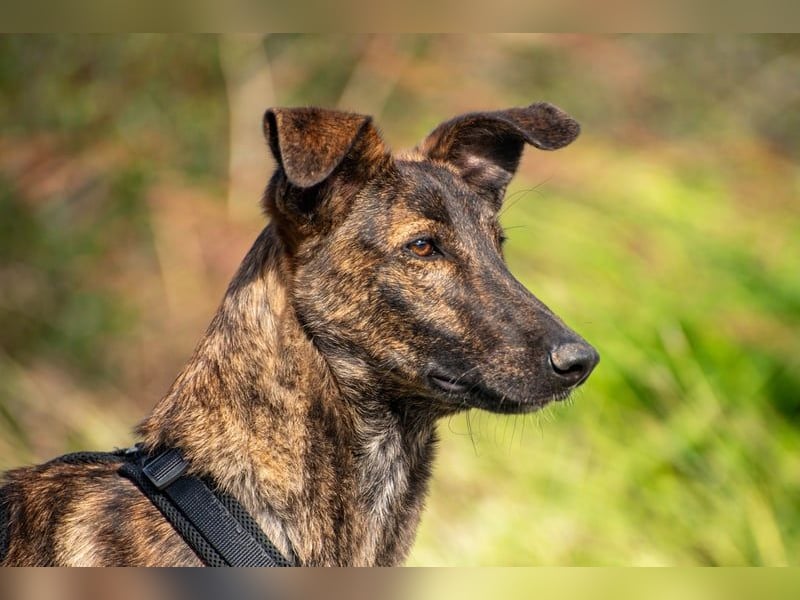 Hoku möchte dein Herz erobern