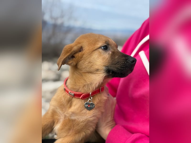 Cocco auf der Suche nach dem Glück