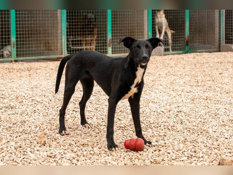 Flöckchen – eine Freundin fürs Leben