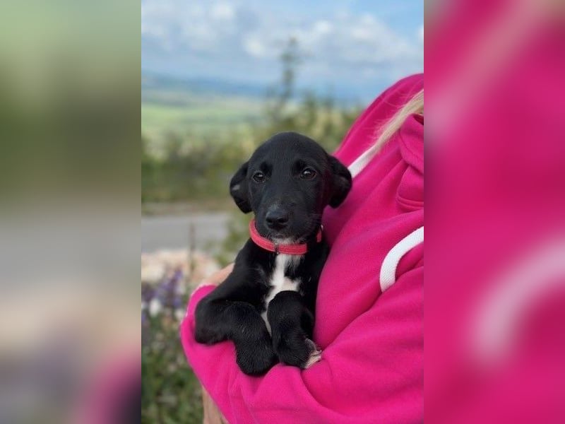 Flöckchen – eine Freundin fürs Leben