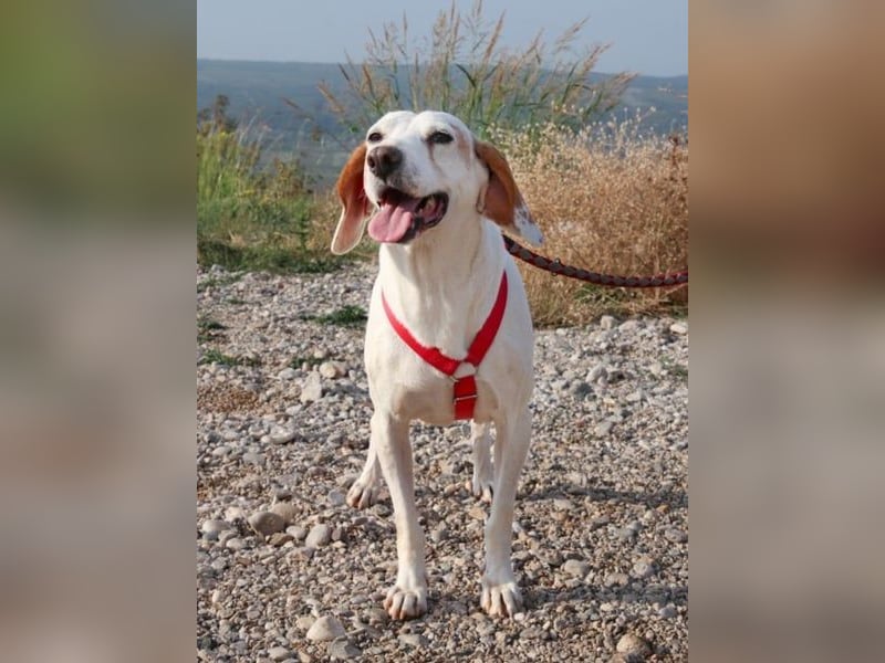 Dauergast Dino sucht Menschen mit Herz