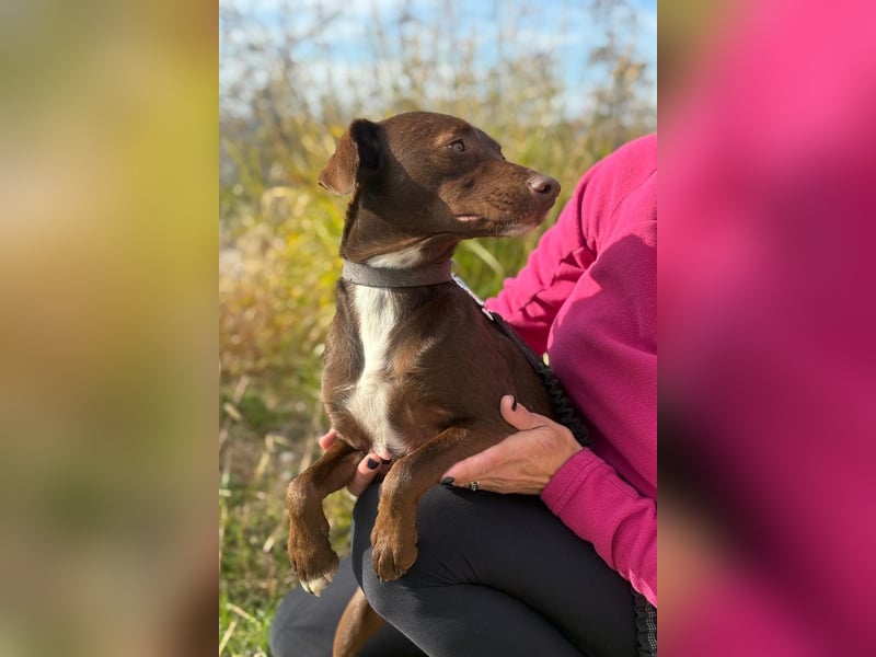 Wunschhund Mona sucht Freund(e) fürs Leben