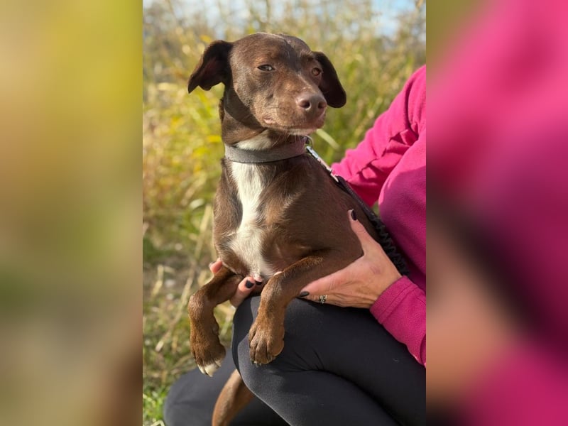 Wunschhund Mona sucht Freund(e) fürs Leben