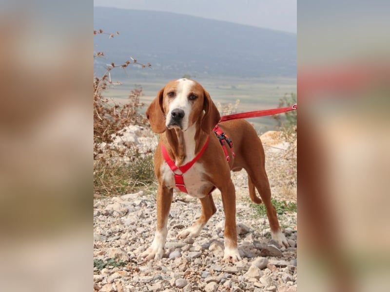 Watson – ein Senior auf der Suche nach Ruhe und Liebe