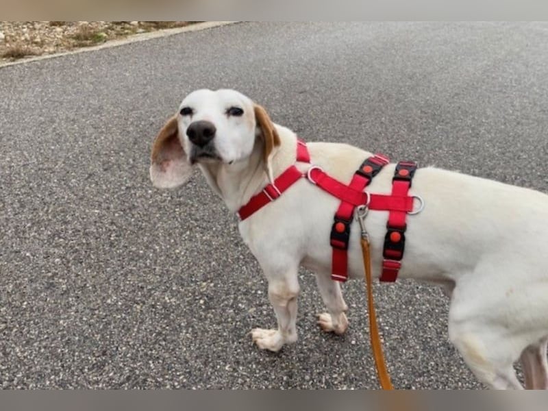 Dauergast Dino sucht Menschen mit Herz