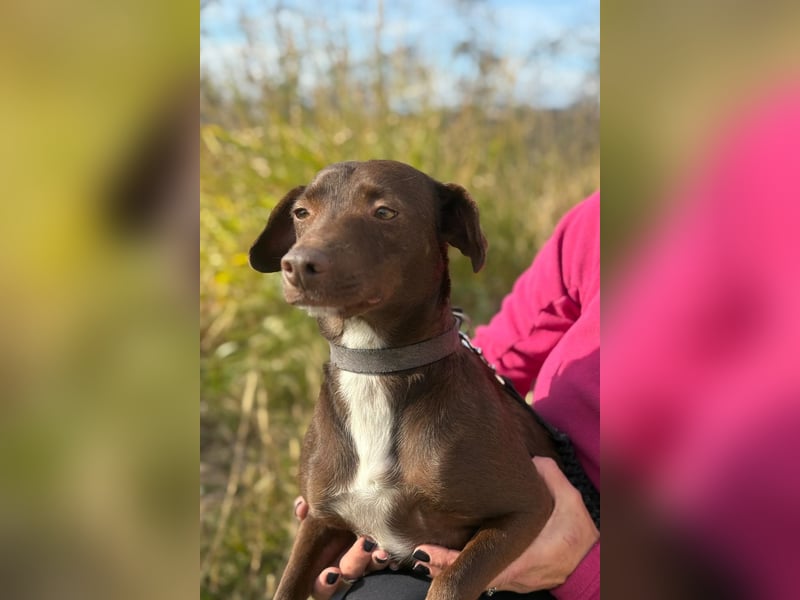 Wunschhund Mona sucht Freund(e) fürs Leben