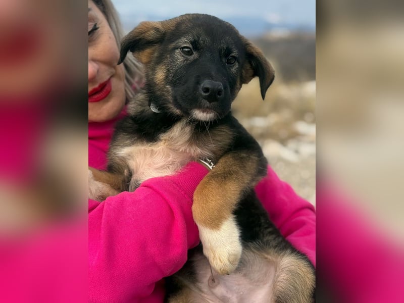 Buddie auf der Suche nach Glück