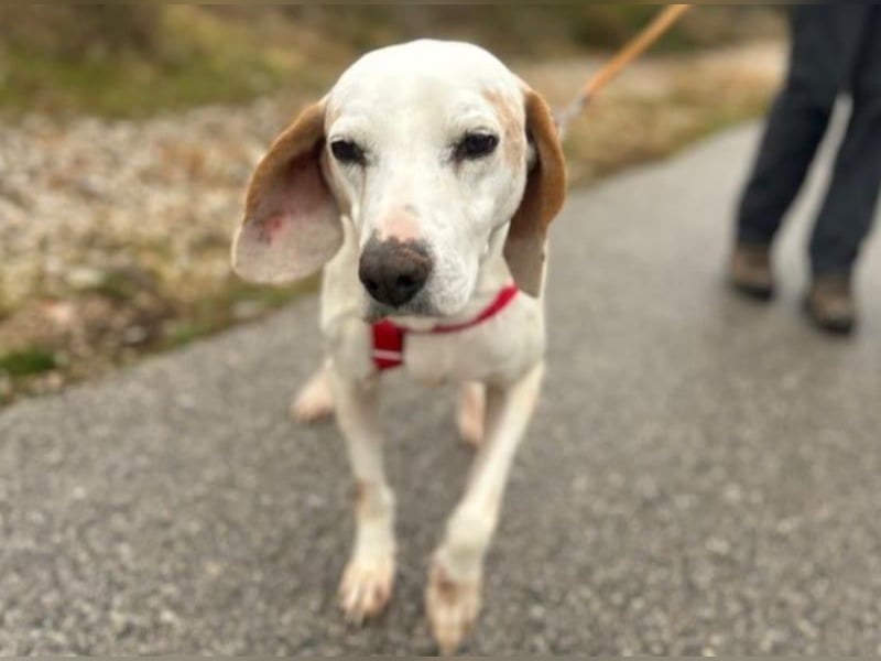 Dauergast Dino sucht Menschen mit Herz