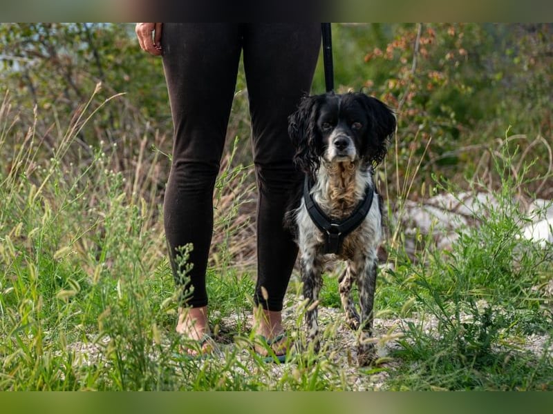 Dina – deine neue beste Fellnasen-Freundin!
