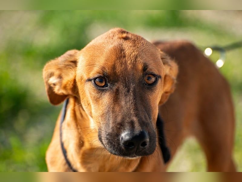 Fridtjof – ein Freund fürs Leben