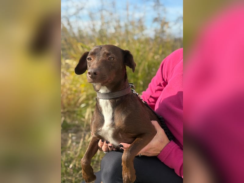 Wunschhund Mona sucht Freund(e) fürs Leben