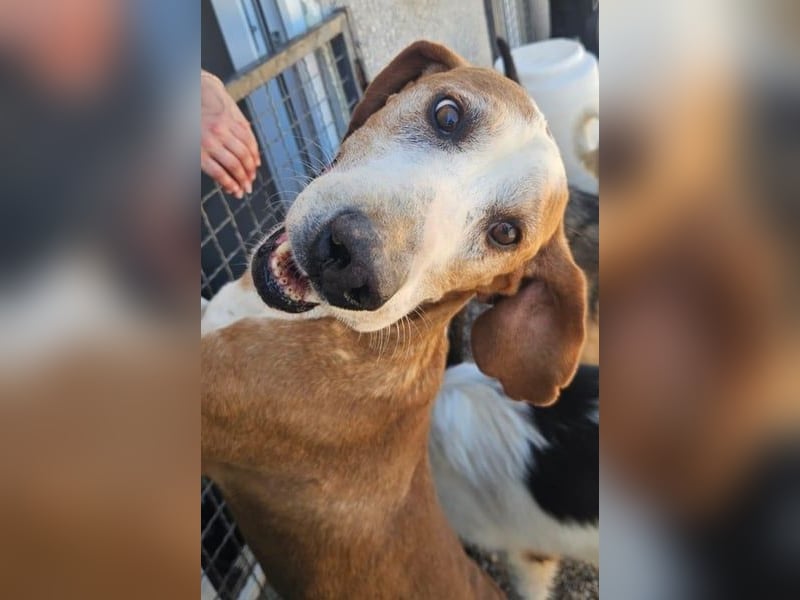 Watson – ein Senior auf der Suche nach Ruhe und Liebe