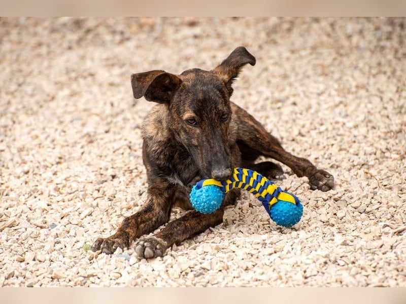 Hoku möchte dein Herz erobern