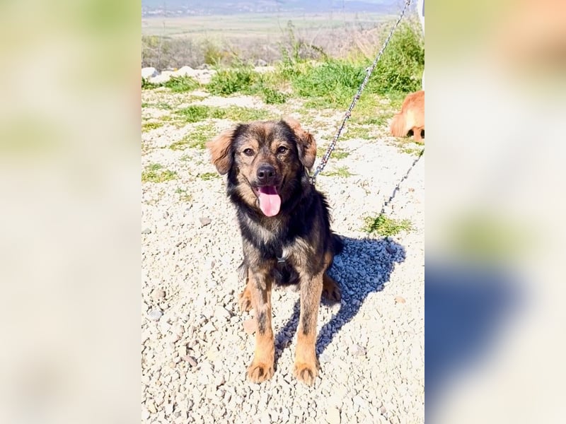 Tomtom wünscht sich viele Leckerlies