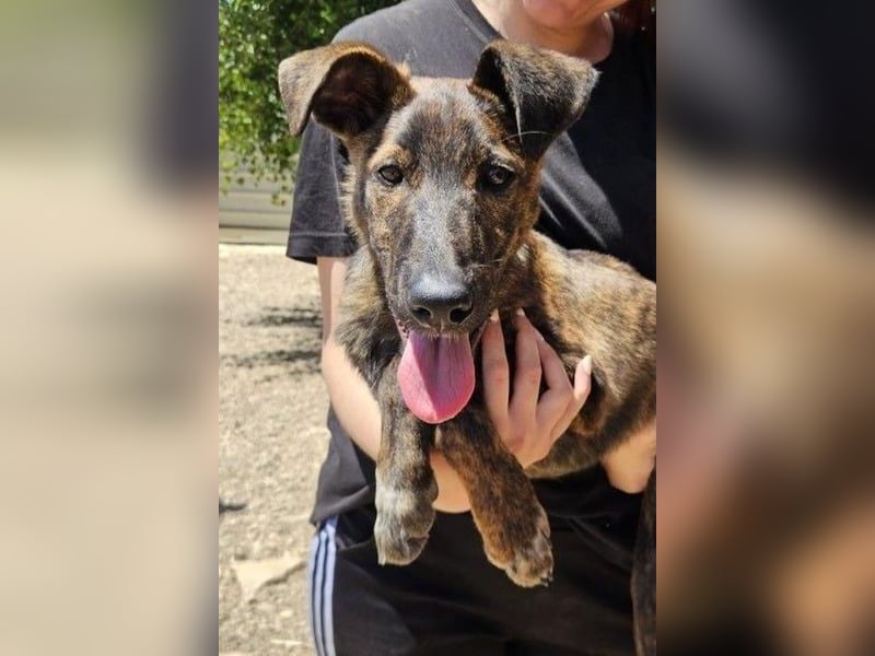 Hoku möchte dein Herz erobern