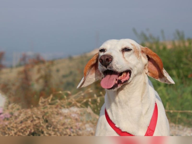 Dauergast Dino sucht Menschen mit Herz