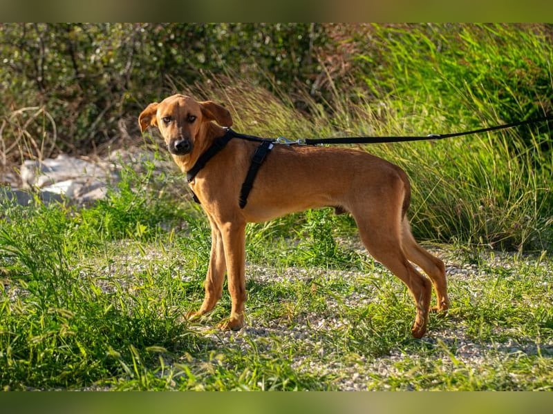 Fridtjof – ein Freund fürs Leben