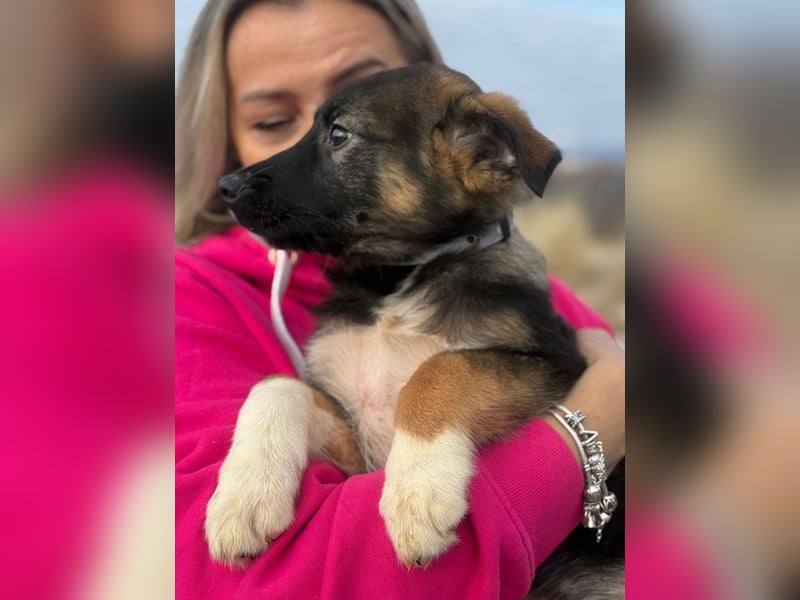 Buddie auf der Suche nach Glück