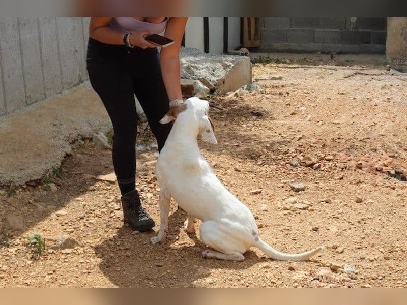 Dauergast Dino sucht Menschen mit Herz