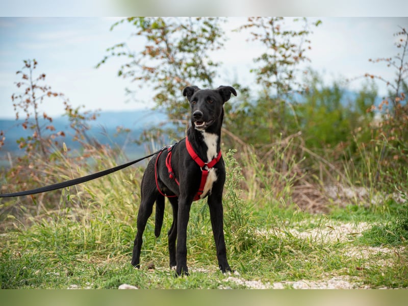 Flöckchen – eine Freundin fürs Leben
