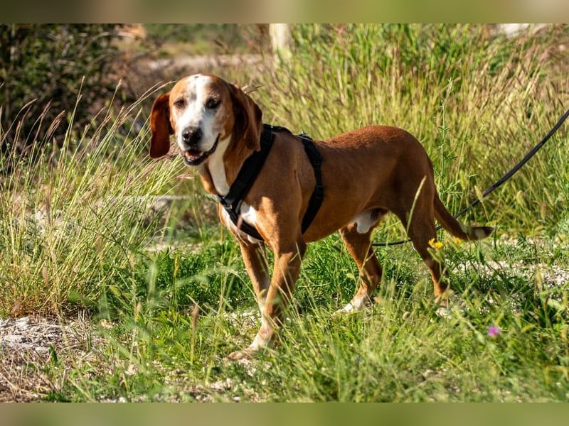 Watson – ein Senior auf der Suche nach Ruhe und Liebe