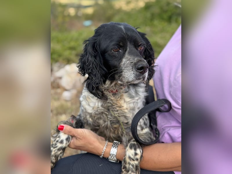 Dina – deine neue beste Fellnasen-Freundin!