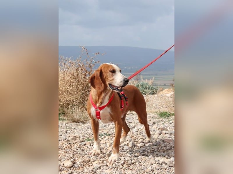 Watson – ein Senior auf der Suche nach Ruhe und Liebe