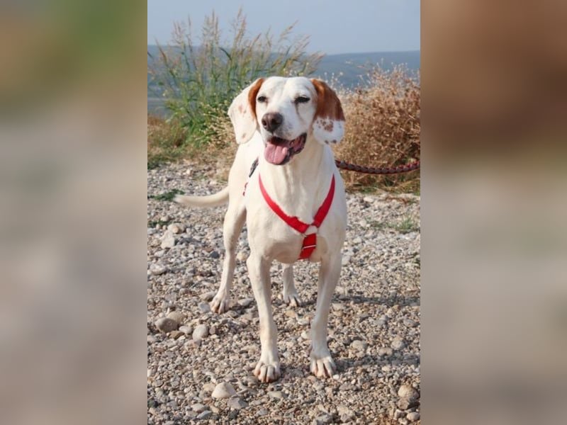 Dauergast Dino sucht Menschen mit Herz