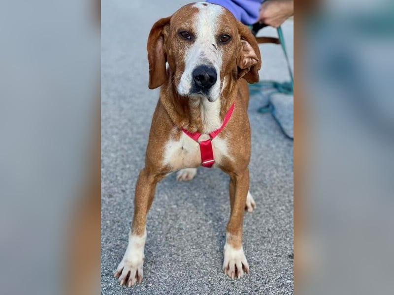 Watson – ein Senior auf der Suche nach Ruhe und Liebe