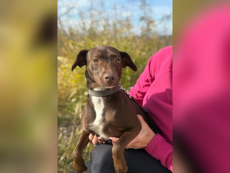 Wunschhund Mona sucht Freund(e) fürs Leben