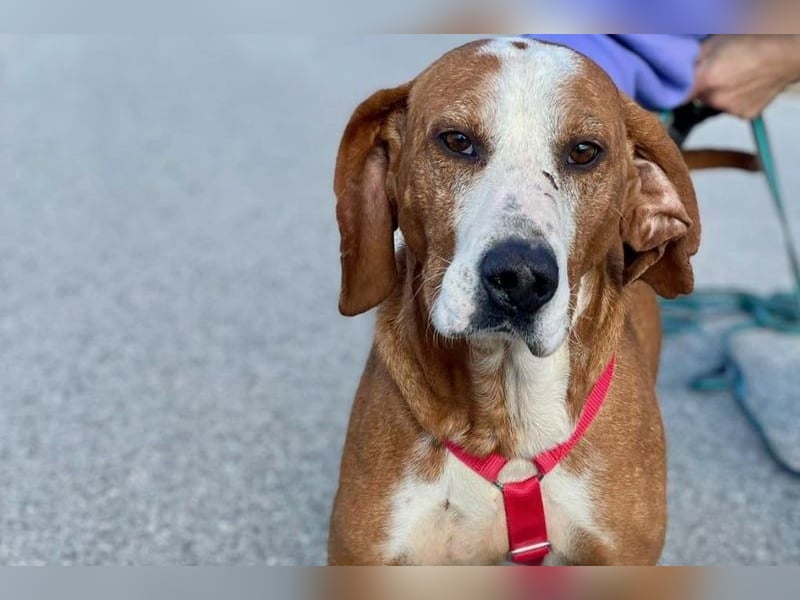 Watson – ein Senior auf der Suche nach Ruhe und Liebe