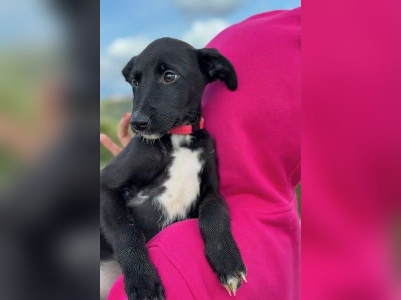 Flöckchen – eine Freundin fürs Leben