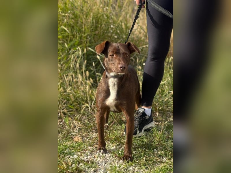 Wunschhund Mona sucht Freund(e) fürs Leben