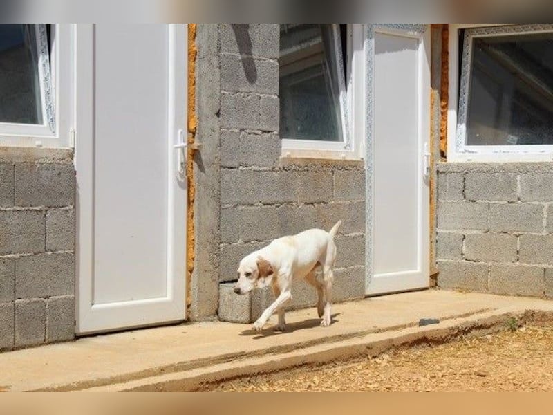 Dauergast Dino sucht Menschen mit Herz