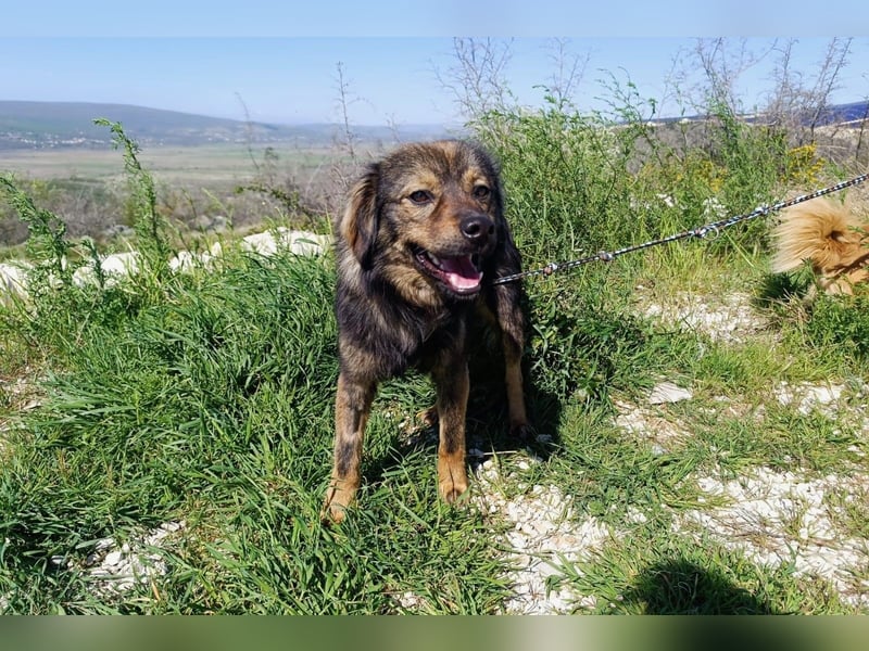 Tomtom wünscht sich viele Leckerlies