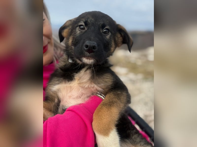 Buddie auf der Suche nach Glück