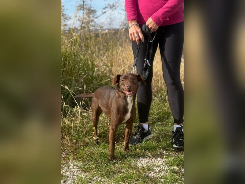 Wunschhund Mona sucht Freund(e) fürs Leben