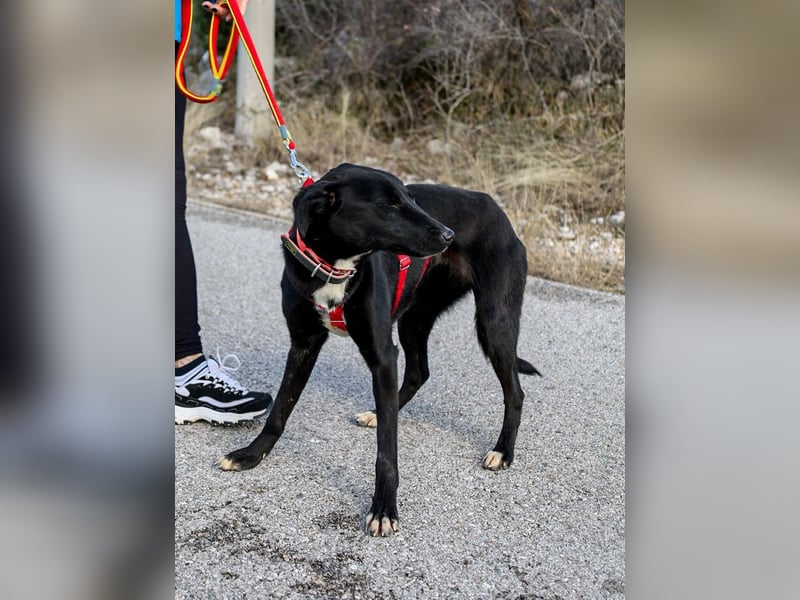Flöckchen – eine Freundin fürs Leben