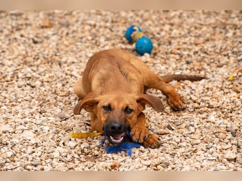 Fridtjof – ein Freund fürs Leben