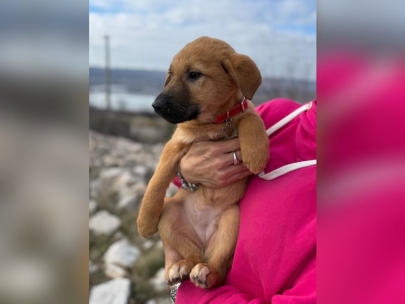 Cocco auf der Suche nach dem Glück