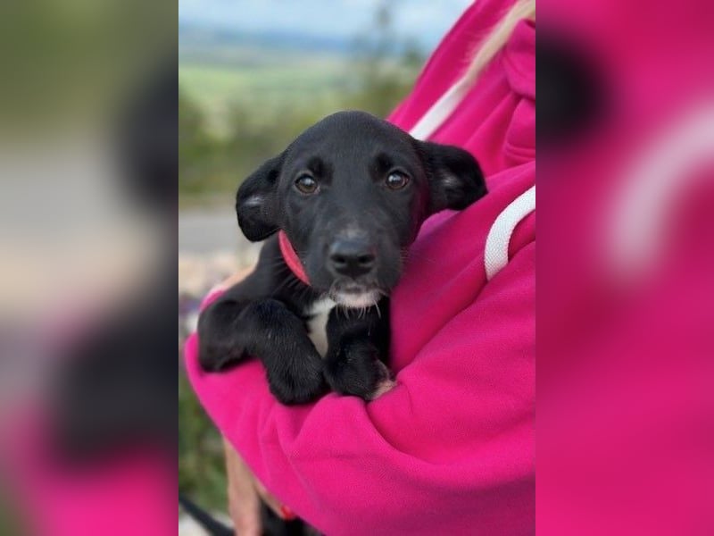 Flöckchen – eine Freundin fürs Leben