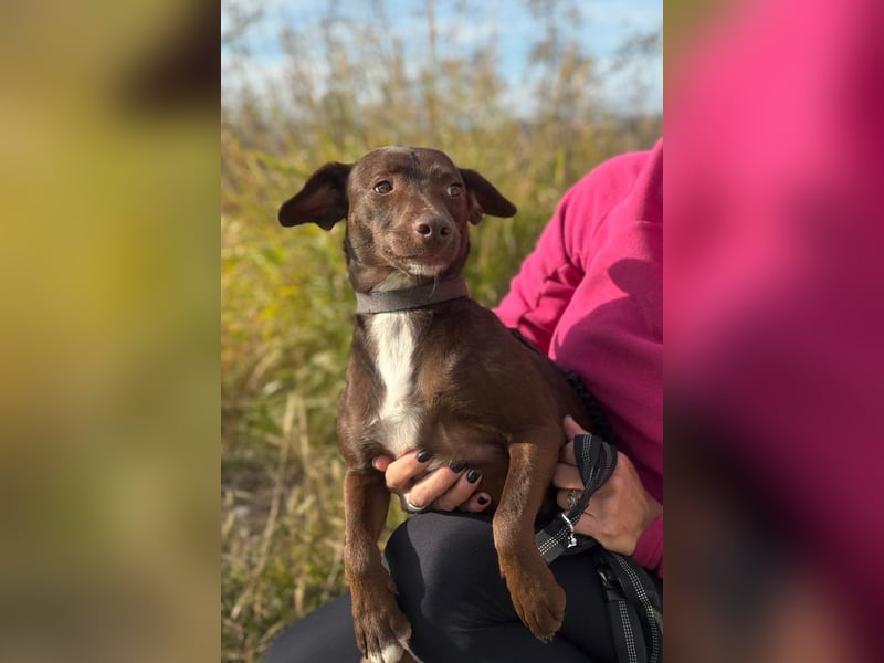 Wunschhund Mona sucht Freund(e) fürs Leben