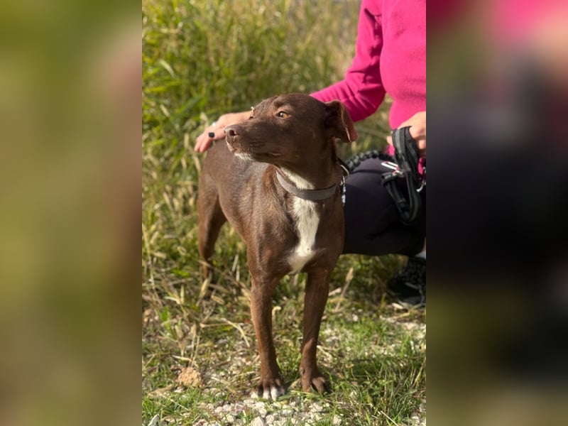 Wunschhund Mona sucht Freund(e) fürs Leben