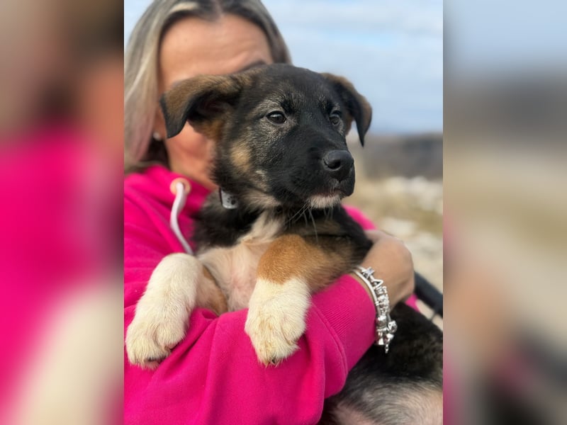 Buddie auf der Suche nach Glück