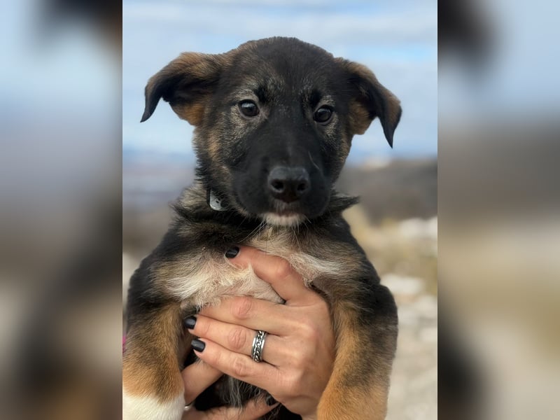 Buddie auf der Suche nach Glück