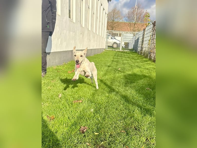 Nokka aus Bad Wünnenberg sucht endlich ein Zuhause