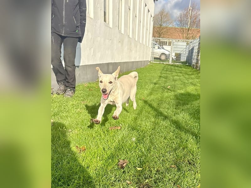 Nokka aus Bad Wünnenberg sucht endlich ein Zuhause